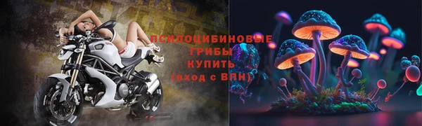 прущие грибы Абаза